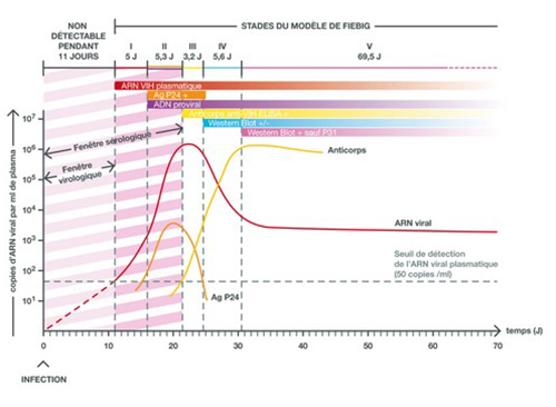 depistage VIH modele Fiebig